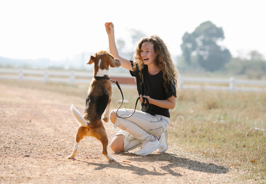 snacks para perros